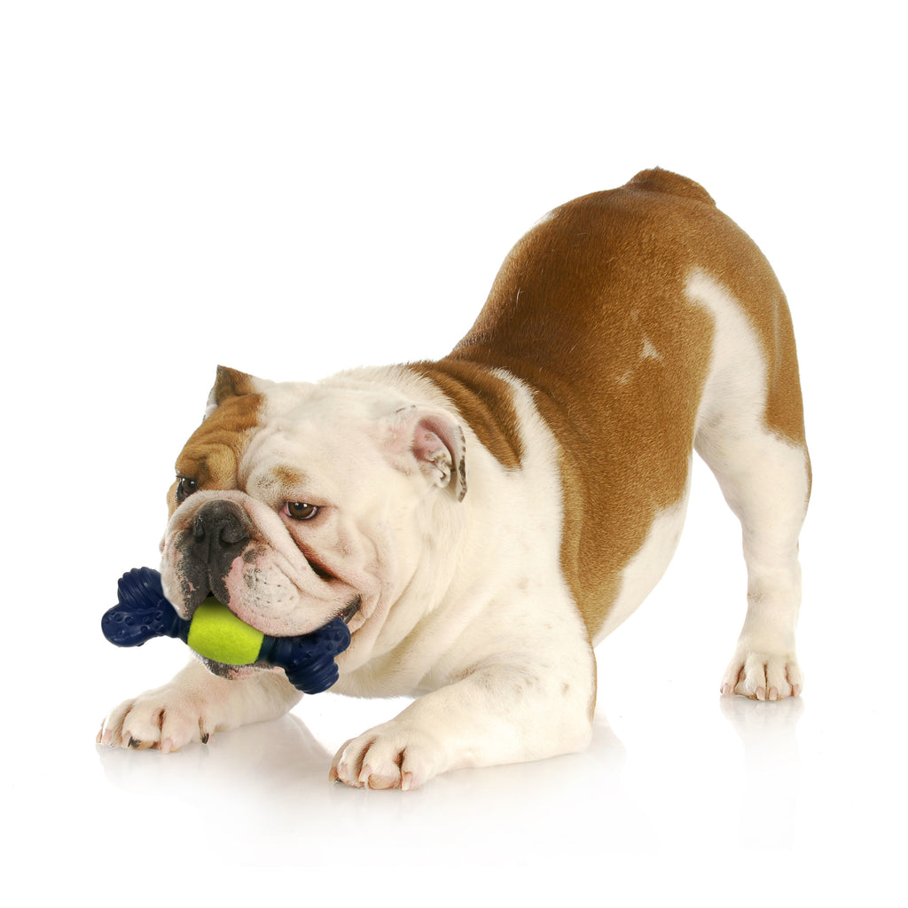 Tennis Play 'n Fetch Interactive Dog Toy S640