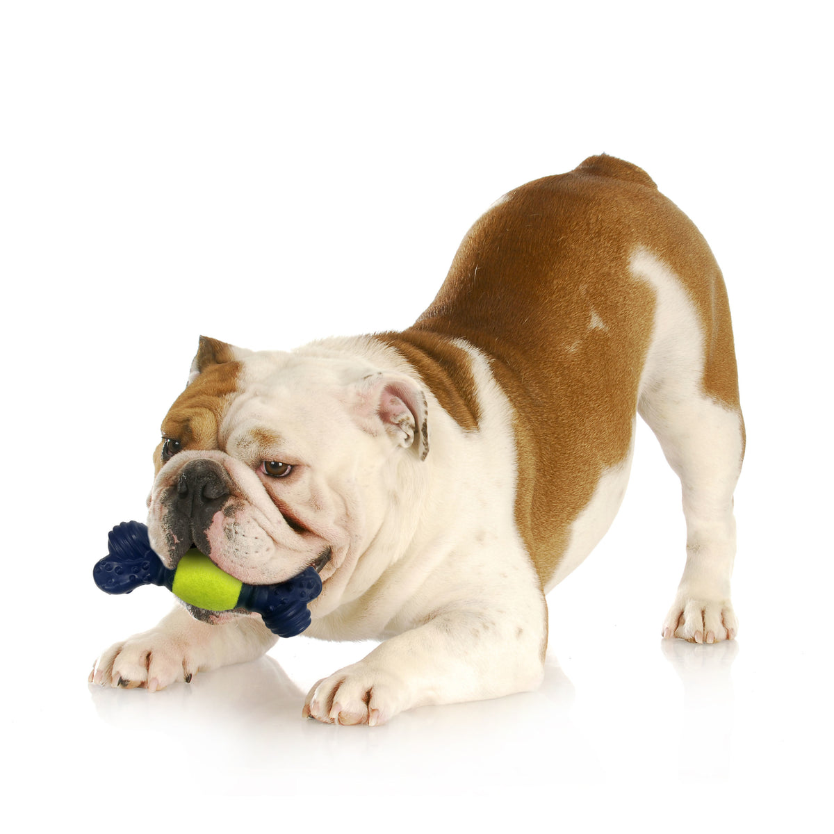Tennis Play 'n Fetch Interactive Dog Toy S640
