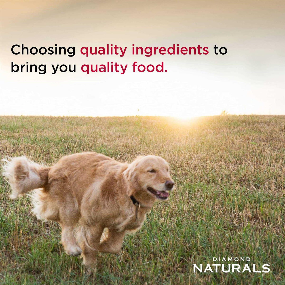 Small Breed Adult Lamb & Rice Dry Dog Food R848
