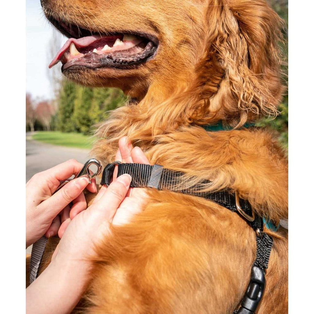 Dog Harness C837163