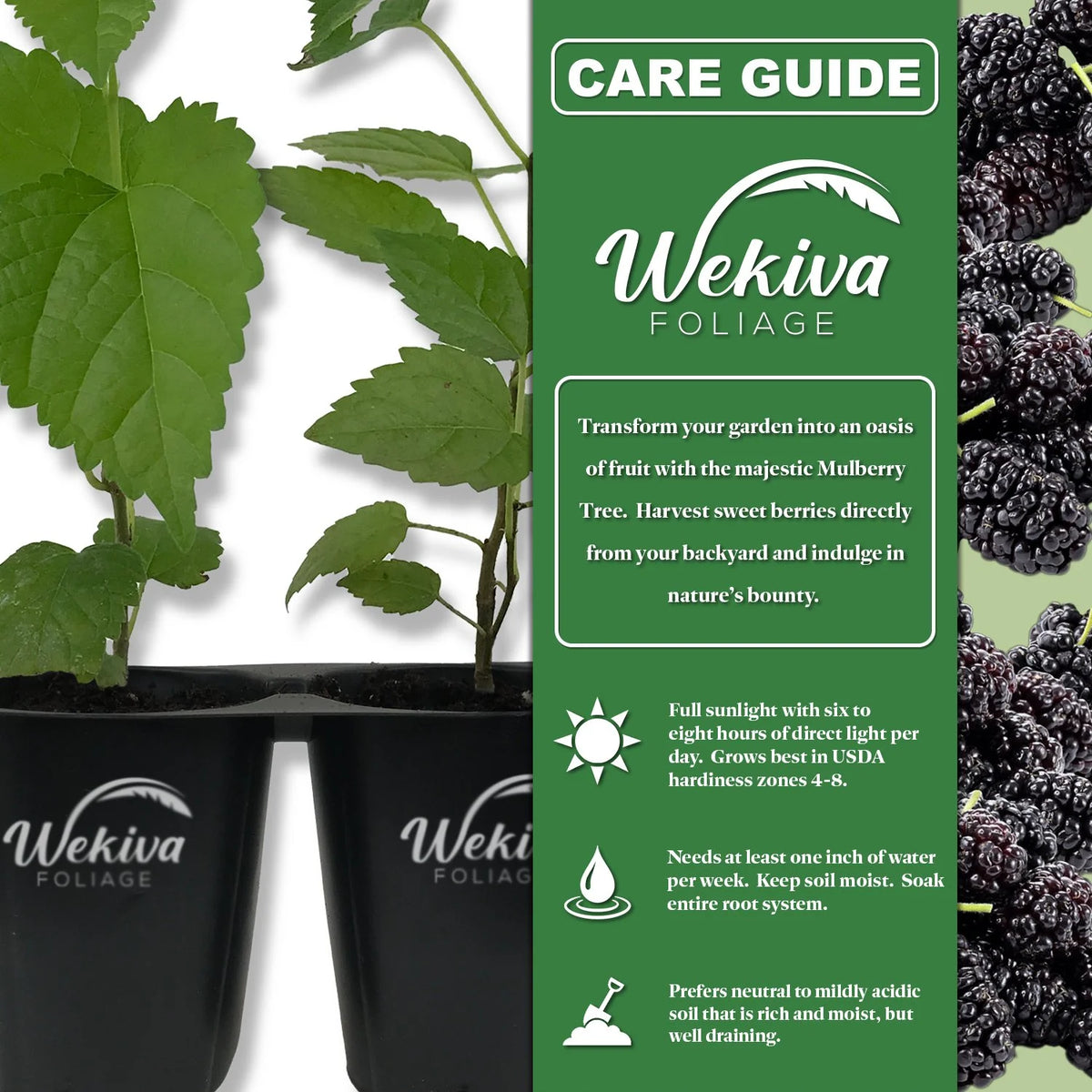 3 Live Tissue Culture Starter Edible Mulberry Tree X10189