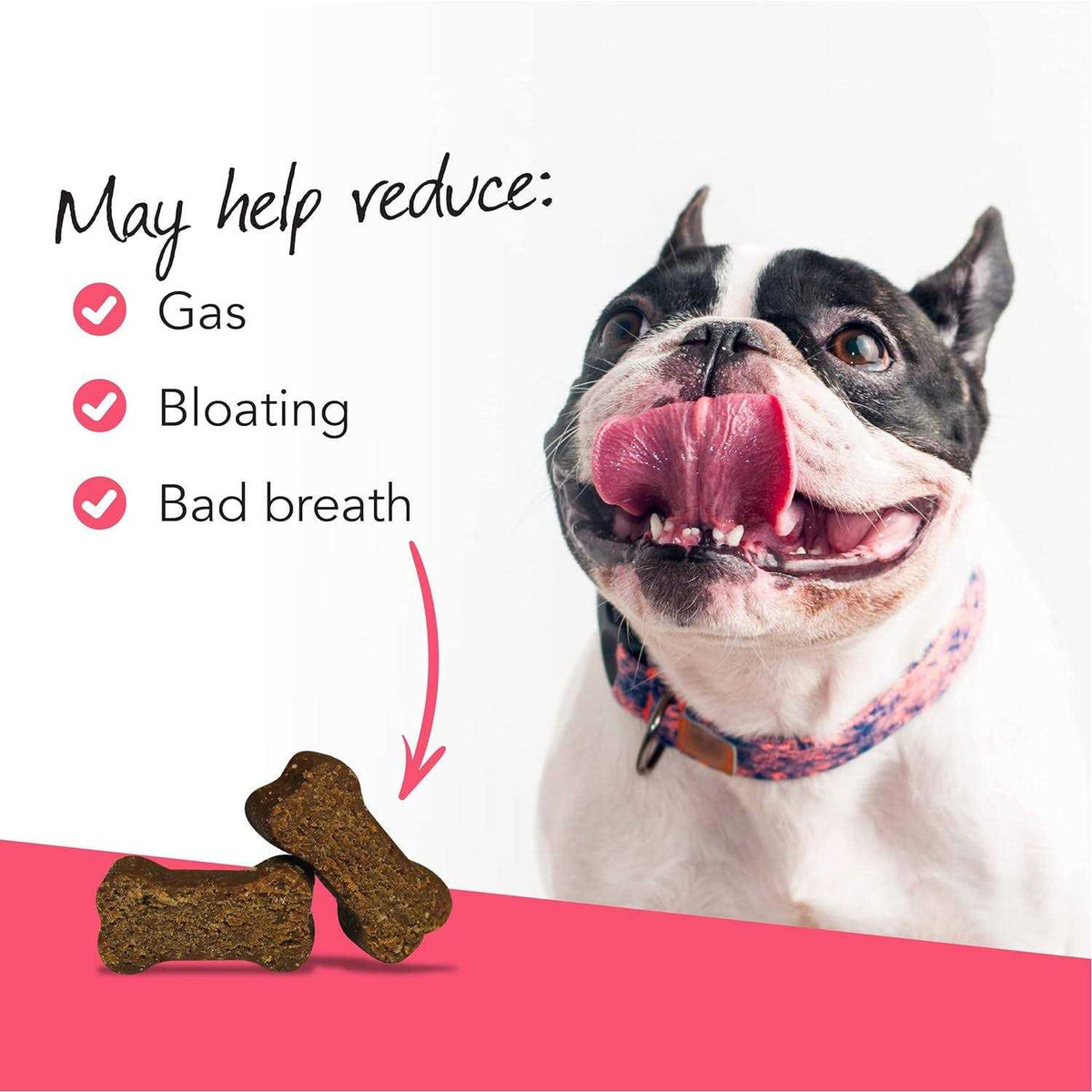 Probiotic Everyday Chews for Dogs X90164