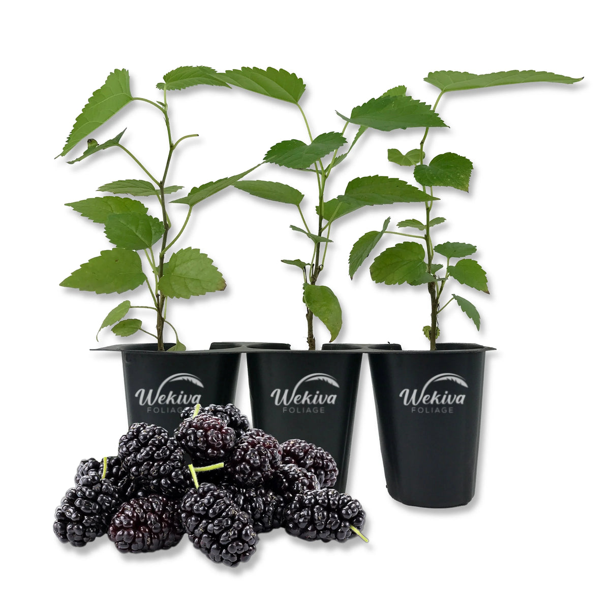 3 Live Tissue Culture Starter Edible Mulberry Tree X10189