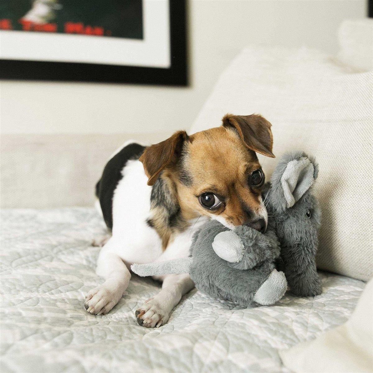Dog Toy K71515