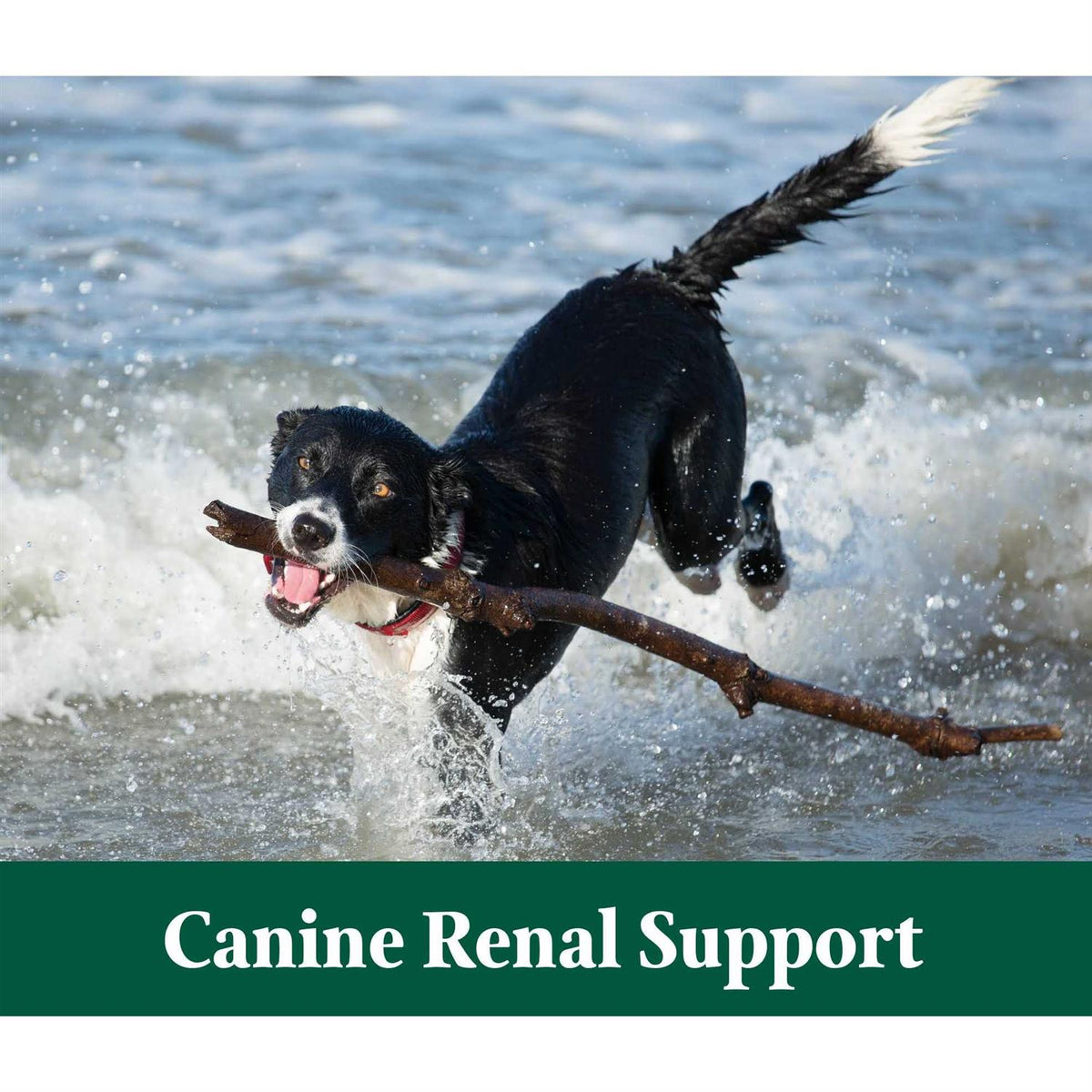 Renal Support 3.9 oz L293