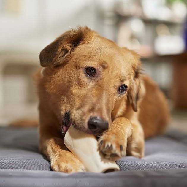 Peanut Butter Flavored Filled Bone Dog Treats O46268