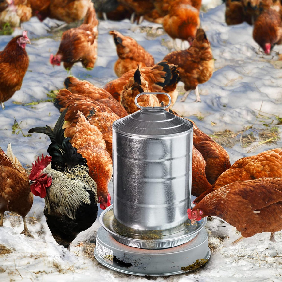 Heated Base Chicken Water Heater 125 Watts G256