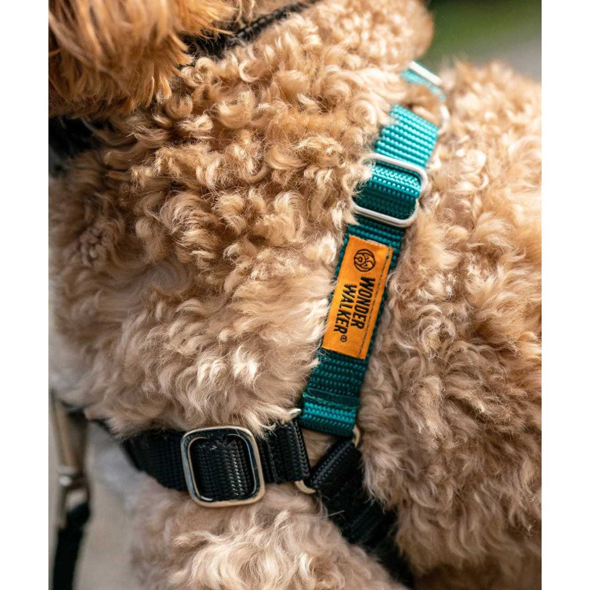 Dog Harness C837163