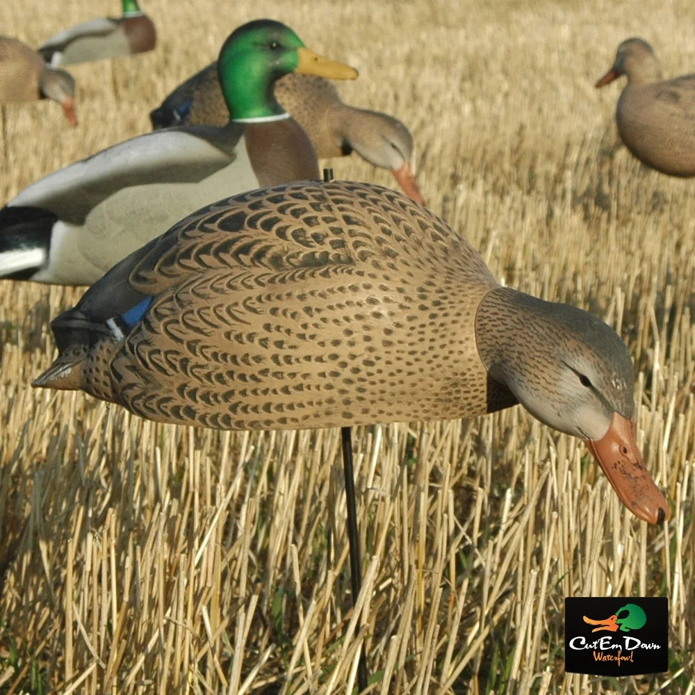 Dozen Mallard Duck Decoy Shells T7510